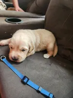 Golden 1, a female Golden Retriever for sale in Brooksville, FL – 1 of 10