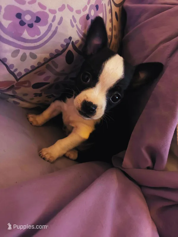 Dough'Sie  – Chihuahua puppy for sale in Crisfield, MD