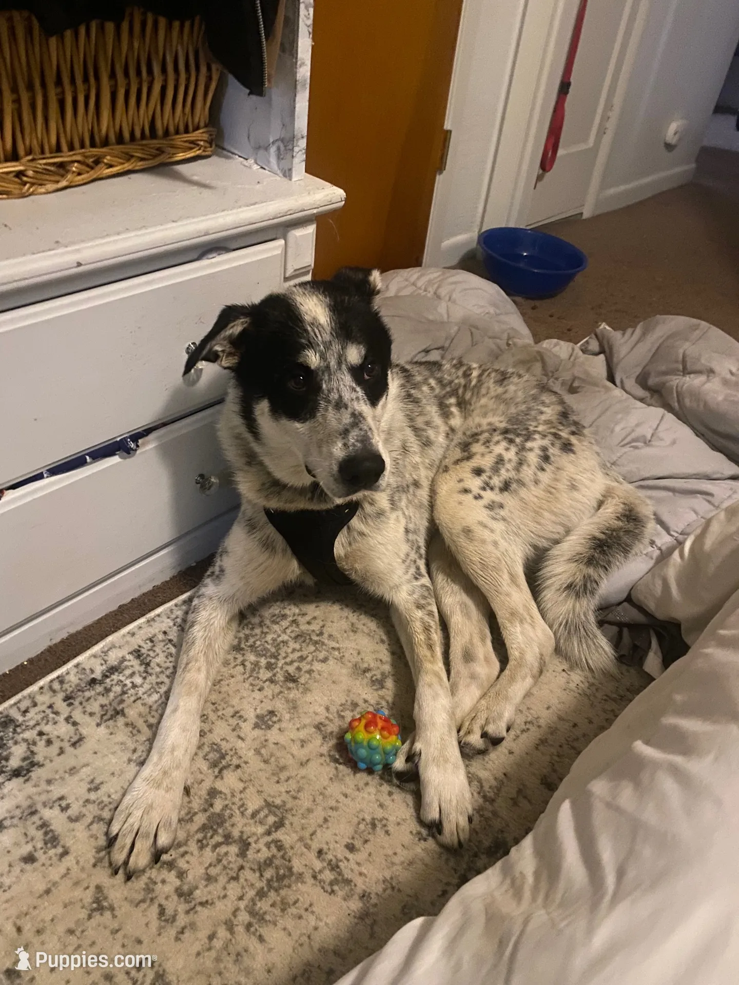Milo, a male Australian Shepherd for sale in Wheatland, CA – 10 of 10