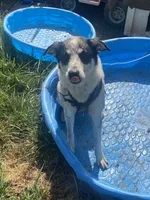 Milo, a male Australian Shepherd for sale in Wheatland, CA – 2 of 10