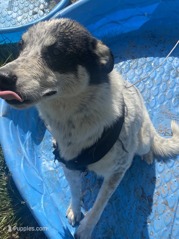 Milo – Australian Shepherd puppy for sale in Wheatland, CA