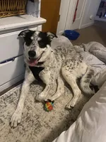 Milo, a male Australian Shepherd for sale in Wheatland, CA – 6 of 10