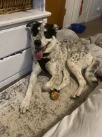 Milo, a male Australian Shepherd for sale in Wheatland, CA – 7 of 10