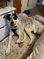 Milo, a male Australian Shepherd for sale in Wheatland, CA – 4 of 10