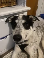 Milo, a male Australian Shepherd for sale in Wheatland, CA – 5 of 10