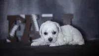Jagger, a male Bichon Frise for sale in Fort Scott, KS – 3 of 4