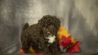 Hannah, a female Poodle - Toy  for sale in Fort Scott, KS – 6 of 10