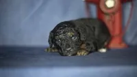 Henry, a male Poodle - Toy  for sale in Fort Scott, KS – 2 of 9