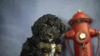Henry, a male Poodle - Toy  for sale in Fort Scott, KS – 5 of 9