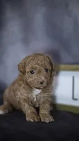 Phoebe, a female Poodle - Toy  for sale in Fort Scott, KS – 2 of 6