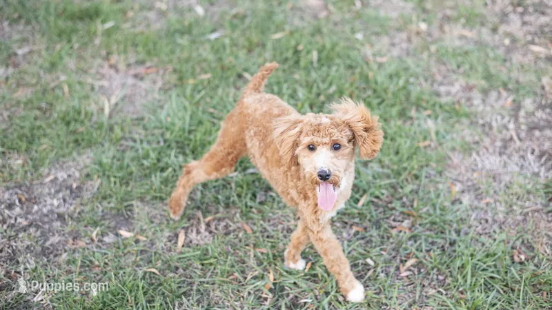 Rev – Poodle - Miniature  puppy for sale in Fort Scott, KS