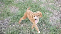 Rev, a male Poodle - Miniature  for sale in Fort Scott, KS – 1 of 10