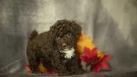 Hannah, a female Poodle - Toy  for sale in Fort Scott, KS – 5 of 10