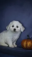 Jolene, a female Bichon Frise for sale in Fort Scott, KS – 2 of 5