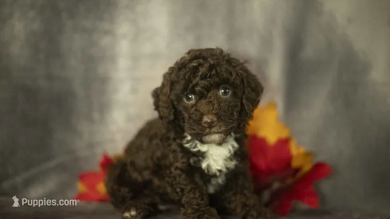 Hannah – Poodle - Toy  puppy for sale in Fort Scott, KS