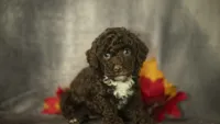 Hannah, a female Poodle - Toy  for sale in Fort Scott, KS – 1 of 10