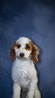 Tanner, a male Poodle - Toy  for sale in Fort Scott, KS – Photo 10 of 10