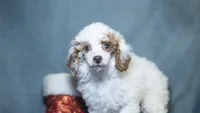 Tanner, a male Poodle - Toy  for sale in Fort Scott, KS – Photo 3 of 10