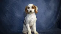 Tanner, a male Poodle - Toy  for sale in Fort Scott, KS – Photo 1 of 10