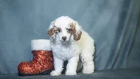 Tanner, a male Poodle - Toy  for sale in Fort Scott, KS – Photo 2 of 10