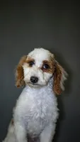 Tanner, a male Poodle - Toy  for sale in Fort Scott, KS – Photo 6 of 10