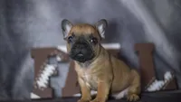 Rhett, a male French Bulldog for sale in Fort Scott, KS – 6 of 6