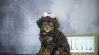 Kiki, a female Poodle - Toy  for sale in Fort Scott, KS – 2 of 9