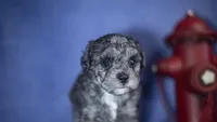Goose, a male Poodle - Toy  for sale in Fort Scott, KS – 2 of 5