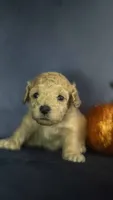 Lemon, a female Poodle - Toy  for sale in Fort Scott, KS – 2 of 5