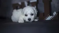 Jagger, a male Bichon Frise for sale in Fort Scott, KS – 1 of 4