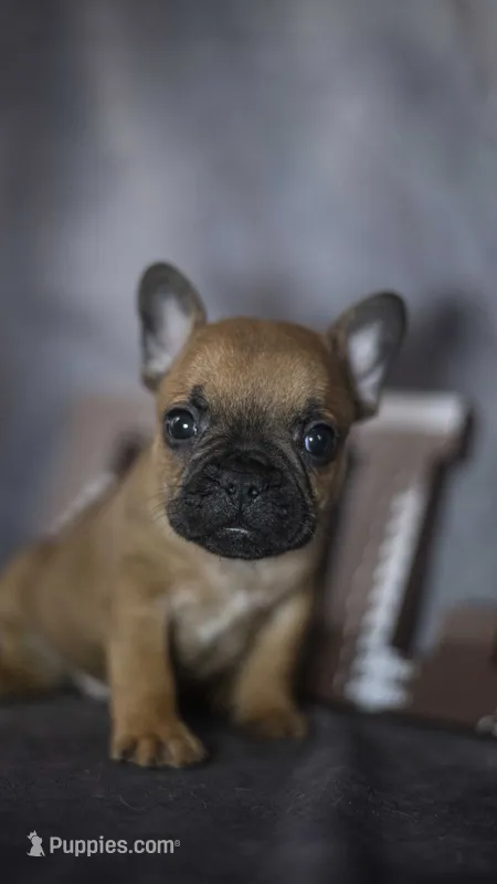 Rhett – French Bulldog puppy for sale in Fort Scott, KS