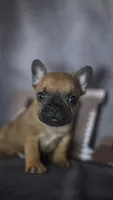 Rhett, a male French Bulldog for sale in Fort Scott, KS – 1 of 6