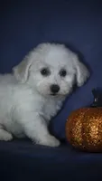 Jolene, a female Bichon Frise for sale in Fort Scott, KS – 5 of 5