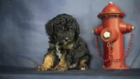 Henry, a male Poodle - Toy  for sale in Fort Scott, KS – 7 of 9