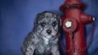 Goose, a male Poodle - Toy  for sale in Fort Scott, KS – 4 of 5