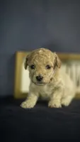 Lucky, a male Poodle - Toy  for sale in Fort Scott, KS – 2 of 6
