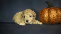 Lemon, a female Poodle - Toy  for sale in Fort Scott, KS – 5 of 5