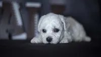 Jagger, a male Bichon Frise for sale in Fort Scott, KS – 2 of 4