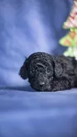Harlem, a male Poodle - Toy  for sale in Fort Scott, KS – Photo 4 of 4