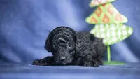 Harlem, a male Poodle - Toy  for sale in Fort Scott, KS – Photo 1 of 4