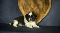 Bella, a female Shih Tzu for sale in Fort Scott, KS – 5 of 5