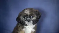 Iggy, a male Shih Tzu for sale in Fort Scott, KS – 5 of 7
