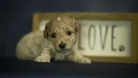 Lucky, a male Poodle - Toy  for sale in Fort Scott, KS – 4 of 6