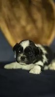 Bella, a female Shih Tzu for sale in Fort Scott, KS – 3 of 5