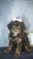 Kiki, a female Poodle - Toy  for sale in Fort Scott, KS – 3 of 9