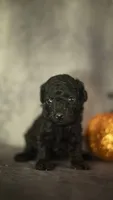 Layla, a female Poodle - Toy  for sale in Fort Scott, KS – 2 of 5