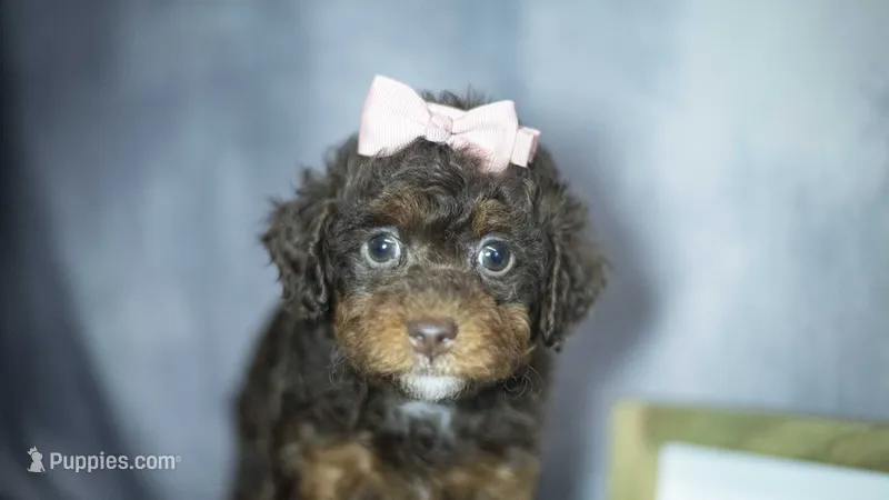 Kiki – Poodle - Toy  puppy for sale in Fort Scott, KS