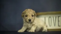 Lucky, a male Poodle - Toy  for sale in Fort Scott, KS – 3 of 6