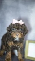 Kiki, a female Poodle - Toy  for sale in Fort Scott, KS – 4 of 9