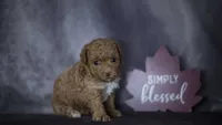 Penelope, a female Poodle - Toy  for sale in Fort Scott, KS – 5 of 5